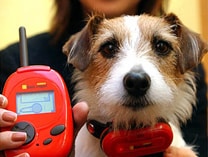 Bowlingual : traducteur du langage chien...