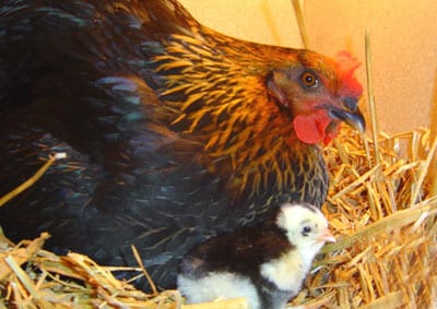 admirable_design_poule.jpg