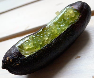 admirable_design_citroncaviar2.jpg