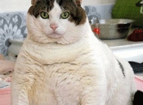admirable_design_chat_obese.jpg