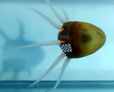 admirable_design_octobot.jpg