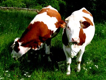 admirable_design_vaches-sauvain.jpg