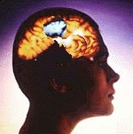 cerveau.jpg